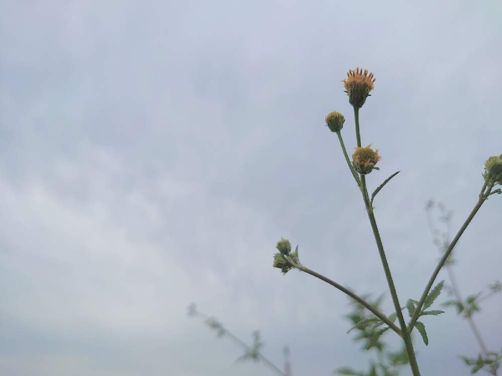 コセンダングサの投稿画像 By たーぼー さん 道端徘徊同盟と里山大好き協会と野草とお写んぽと空とと秋 も好きとたーぼー なんとなく俳句と山野草大好き協会とキク科と雑草とたーぼー 目線 月10月1日 Greensnap グリーンスナップ