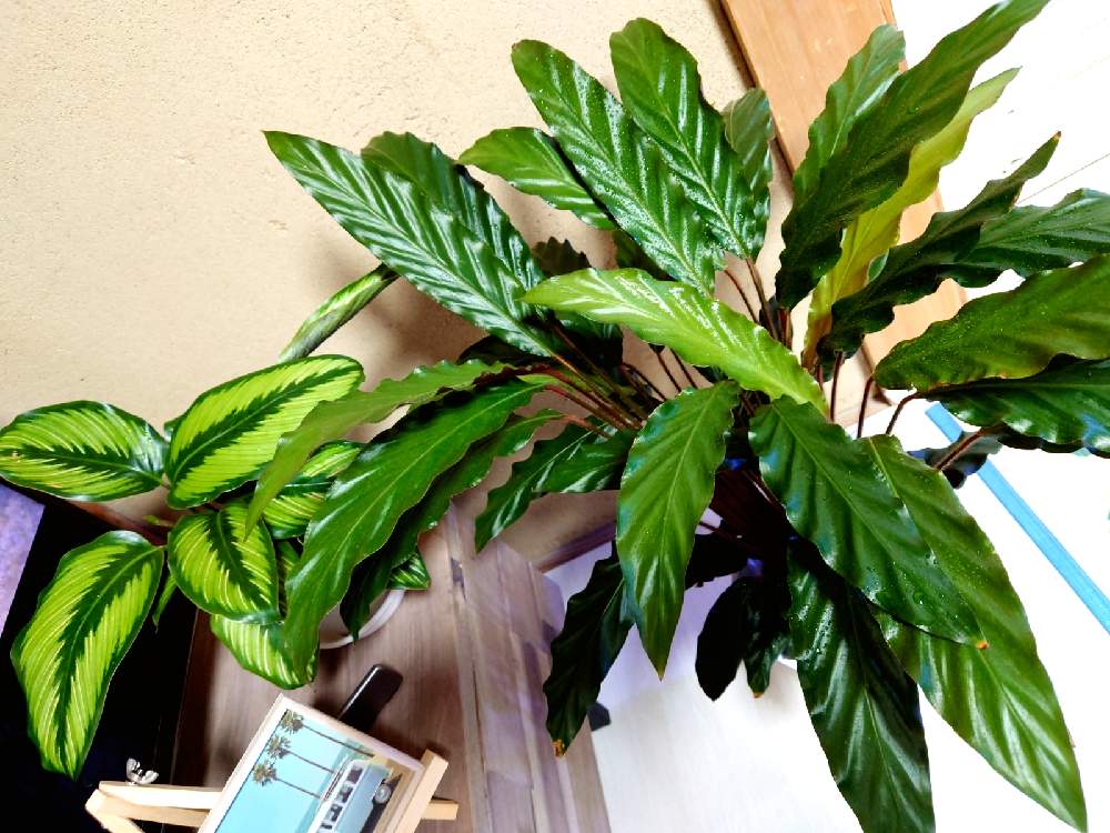 カラテア ビューティースターの投稿画像 By Flower Lovers さん カラテア ルフィバルバとみどりのある暮らしと観葉植物とハワイアンと南国とプレイヤープランツと南国植物とトロピカルと葉っぱとおうち園芸とplayer Plantとリゾートガーデン憧れと南国気分と綺麗な葉