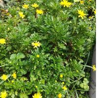 ユリオプスデージーの画像