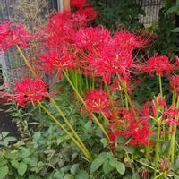 ヒガンバナの画像