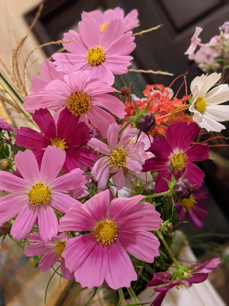 コスモスの投稿画像 By リオさん ススキとヒガンバナとピンクの花と秋の花と花のある暮らし 月10月1日 Greensnap グリーンスナップ