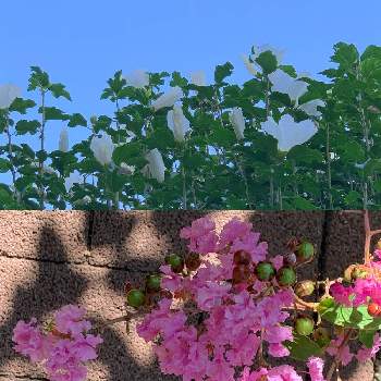 百日紅（サルスベリ）の画像 by ぴかママさん | 木槿(ムクゲ)と百日紅（サルスベリ）とひやみかち首里城！とこんな時こそ花をと医療関係者に感謝