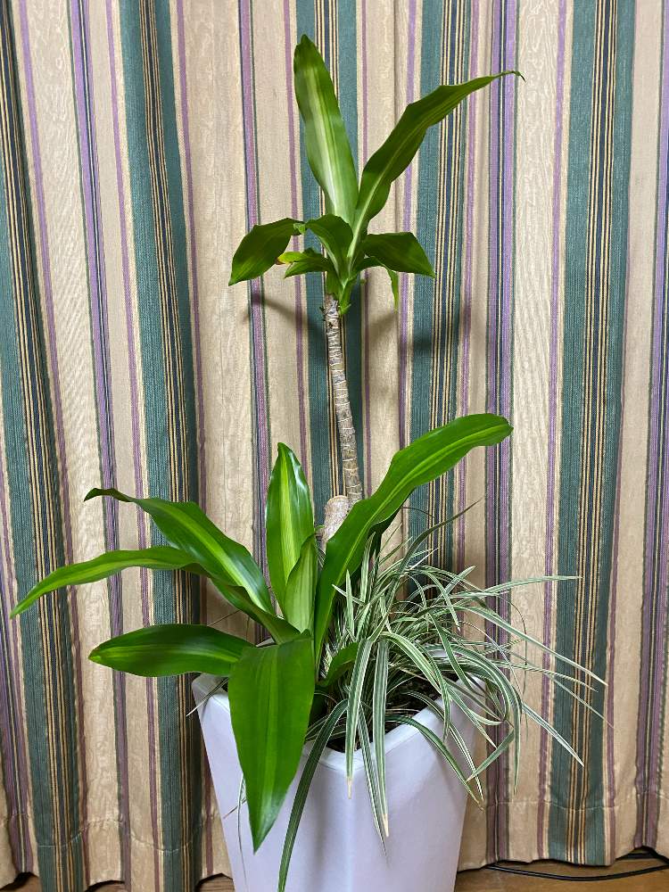 おうち園芸の投稿画像 By 葉庭さん 月10月2日 Greensnap グリーンスナップ