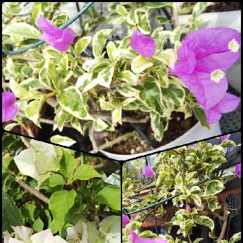 ブーゲンビリア 白の投稿画像一覧 Greensnap グリーンスナップ