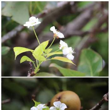 梨の花の投稿画像一覧 Greensnap グリーンスナップ