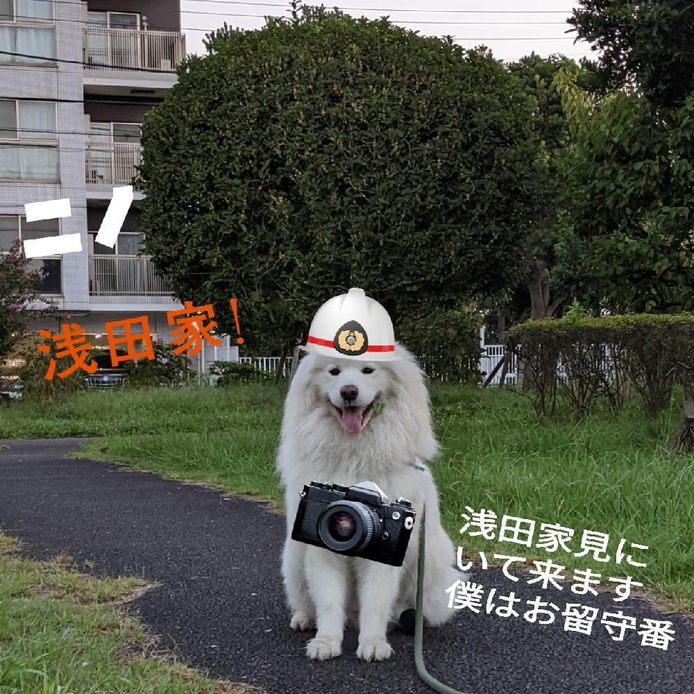 可愛い の投稿画像 By 嵐loveさん 大好き とキンモクセイ と多肉ばぁ 月10月2日 Greensnap グリーンスナップ