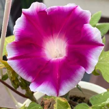 モーニンググローリーの投稿画像一覧 Greensnap グリーンスナップ