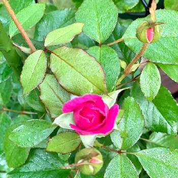 フレーズ⭐︎の画像 by miyaouさん | 小さな庭とフレーズ⭐︎とばら バラ 薔薇とバラの家とRosa Orientisとおうち園芸とローズピンクの花と咲きかけの蕾