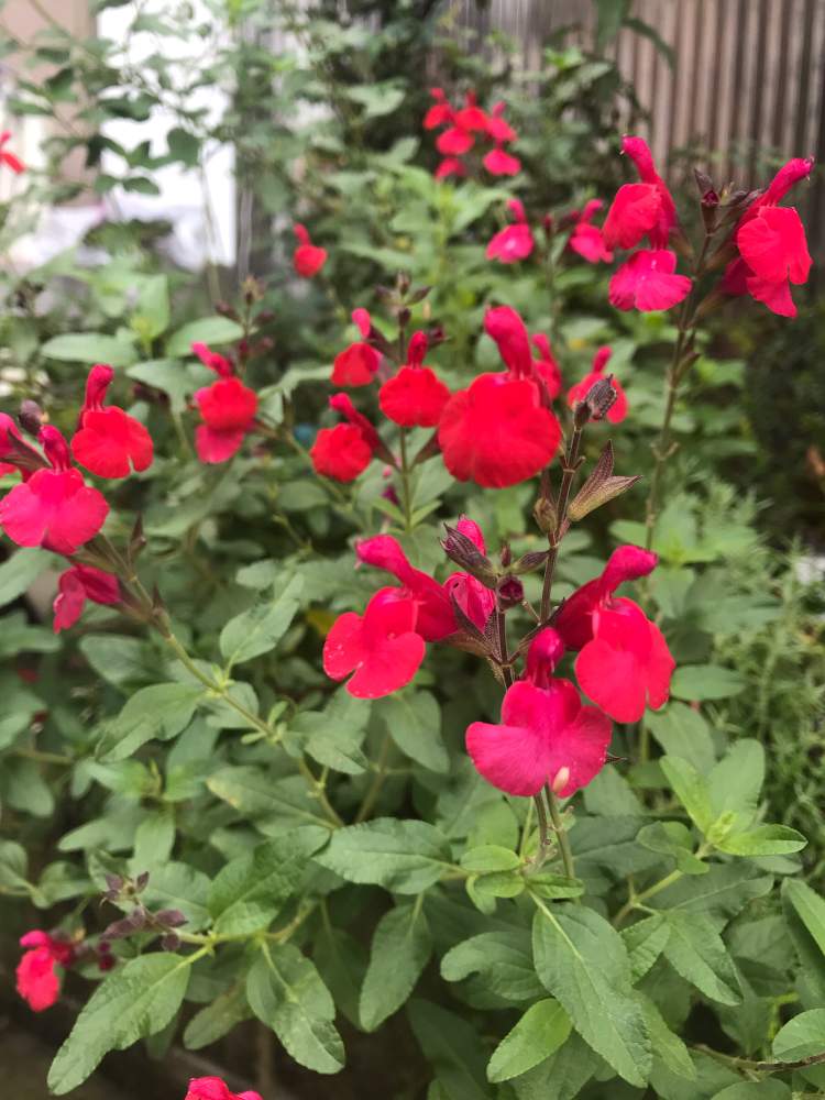 赤いお花の投稿画像 By ヒロコｎi Nさん 庭の花たちと緑のある暮らしと我が家のハーブと癒しの草花と花のある暮らしと元気をくれる草花 月10月2日 Greensnap グリーンスナップ