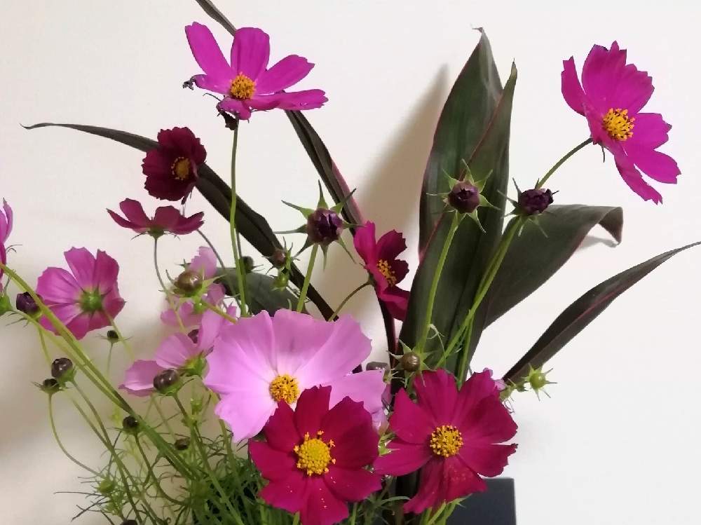 コスモスの投稿画像 By らなさん コルジリネと切り花とピンクの花と花のある暮らしとお花のある生活 月10月2日 Greensnap グリーンスナップ