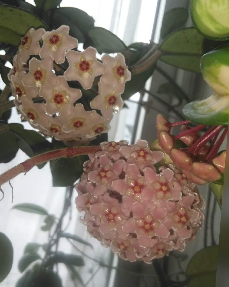 ホヤ カルノーサの投稿画像 By 蘭菊 さん ホヤ カルノーサ コンパクタ バリエガータとホヤの花とgs映えとおうち園芸と植中毒とホヤと北海道からと ホヤ属とホヤはいいぞ とホヤ カルノーサと花のある暮らしと 蘭菊 のホヤ 月10月2日 Greensnap グリーン