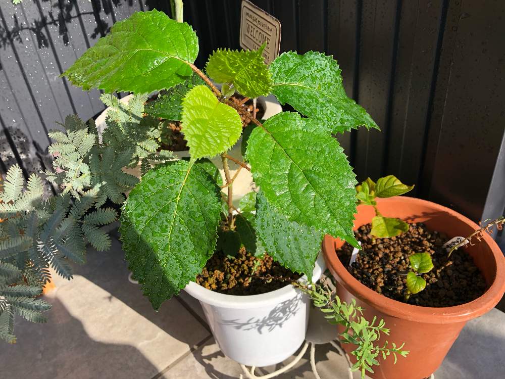 ピンクアナベルの投稿画像 By Lillyさん 癒しと挿し木とおうち園芸と紫陽花 アジサイ あじさいと緑のある暮らしとアナベル 紫陽花 とふやしたいとナチュラルガーデンを目指して とガーデニング初心者とイングリッシュガーデンに憧れてとアジサイ 紫陽花と成長記録と