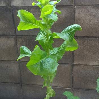 サンチュ収穫の投稿画像一覧 Greensnap グリーンスナップ