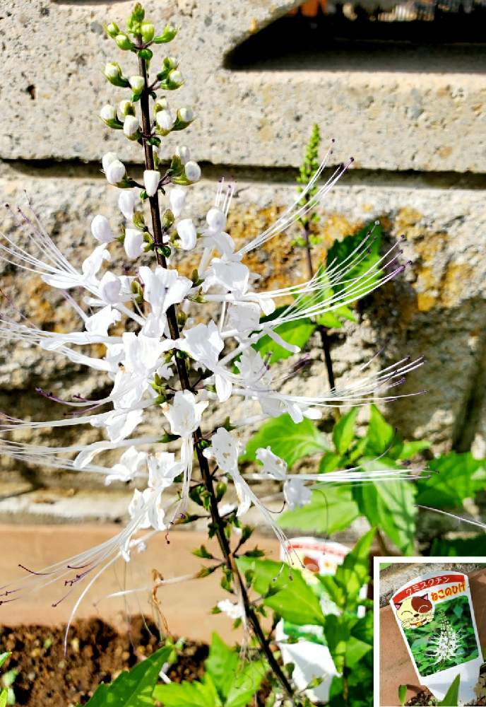 クミスクチンの投稿画像 By 華子さん ねこのひげとお出かけ先と山野草と漢方薬と多年草とハーブと薬草と山野草と漢方薬と多年草とハーブと薬草 月10月2日 Greensnap グリーンスナップ Greensnap グリーンスナップ