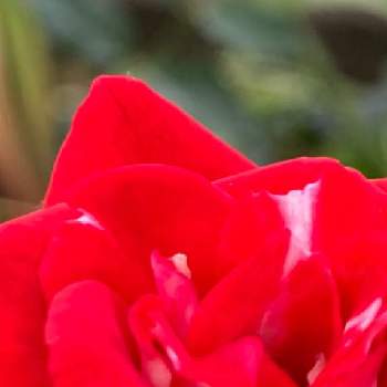 赤い薔薇❣の画像 by teru teruさん | 薔薇と癒しの時間と赤い花❤とおうち園芸と鉢植えと赤い薔薇❣と花のある暮らし