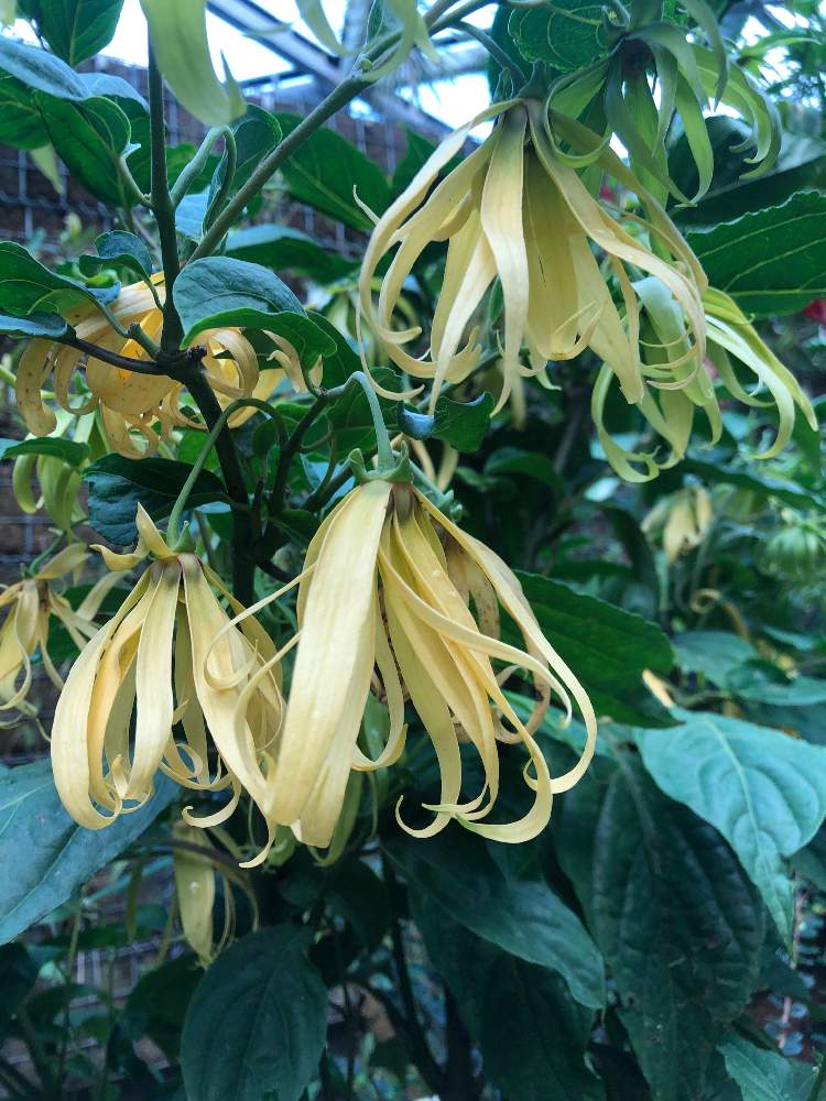 イランイランノキの投稿画像 By にゃんこおばけ さん イランイラン 月10月2日 Greensnap グリーンスナップ