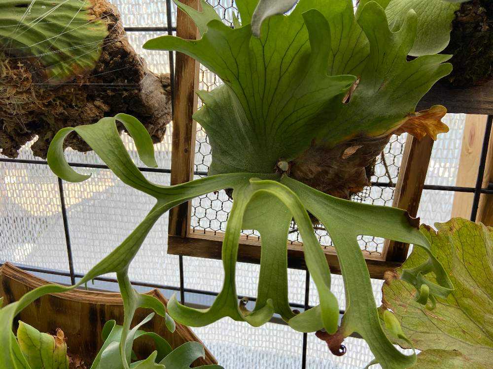 コロナリウム cv white成長記録 20200601｜🍀GreenSnap（グリーン