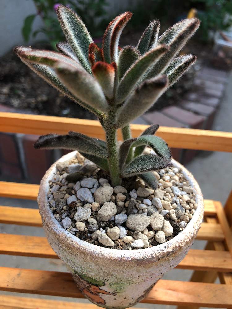 多肉植物の投稿画像 By ゆっちさん 多肉初心者 月10月2日 Greensnap グリーンスナップ