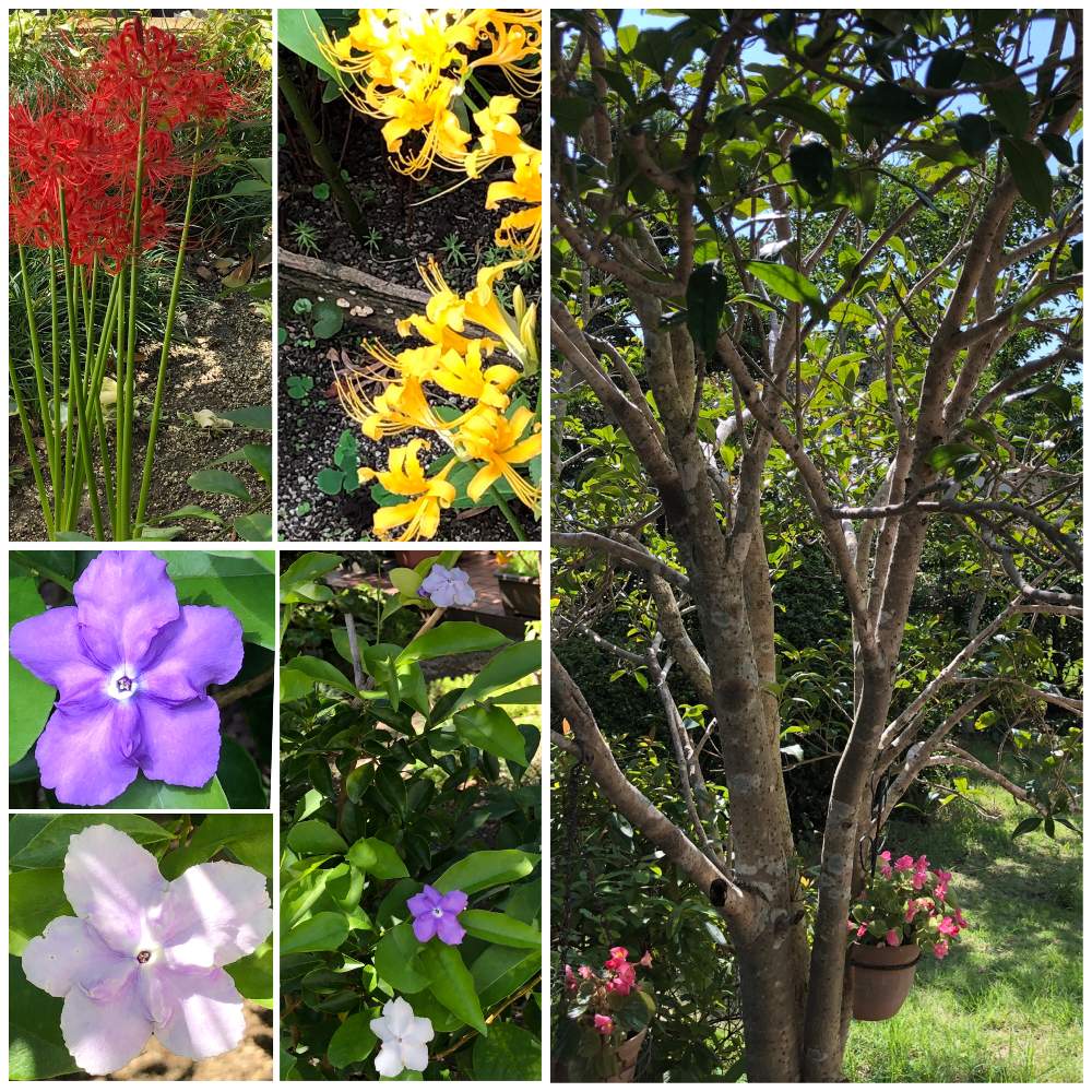 花色の変化の投稿画像 By Ichiさん ニオイバンマツリの花とナス科とおうち園芸と花のある暮らしといい香り とモクセイ科とキンモクセイ 金木犀と ヒガンバナ 彼岸花 月10月2日 Greensnap グリーンスナップ