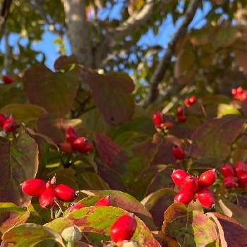 真っ赤な実♥️の画像 by n i eさん | お出かけ先とハナミズキの実と感謝 感謝 ❤とお花に感謝と植物は凄い‼️とみんな頑張ってると真っ赤な実♥️と植物不思議とハナミズキの赤い実