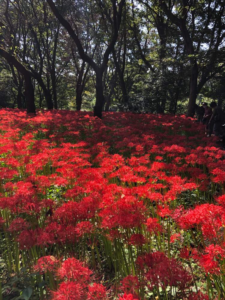 彼岸花の投稿画像 By Yurijaさん 秋の植物と東京 野川公園 自然観察園と秋の植物と東京 野川公園 自然観察園 月10月2日 Greensnap グリーンスナップ Greensnap グリーンスナップ 彼岸花の投稿画像 By Yurijaさん 秋の植物と東京 野川公園 自然観察園と秋の植物と東京 野川公園 自然観察園 月10月2日 Greensnap グリーンスナップ Greensnap グリーンスナップ