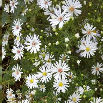 くじゃくそう 白 の投稿画像一覧 Greensnap グリーンスナップ