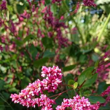 藍の花の投稿画像一覧 Greensnap グリーンスナップ