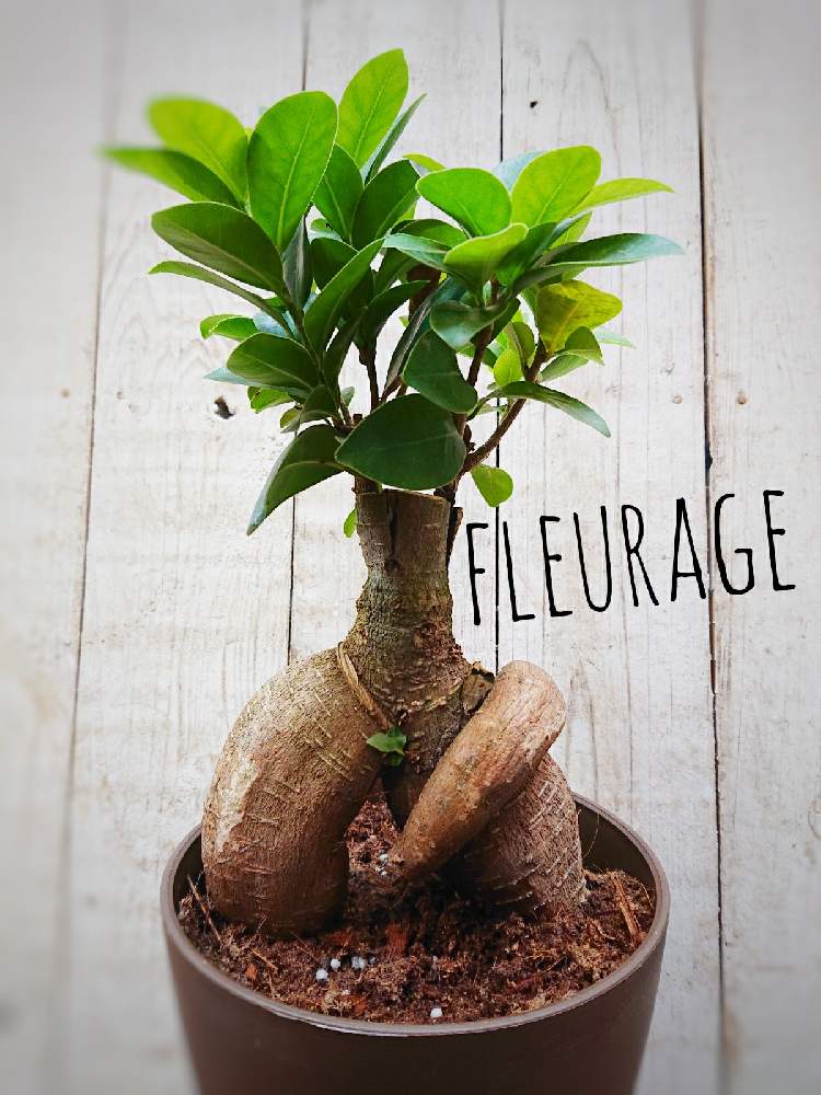 人参ガジュマルの投稿画像 By えんさん フラワーショップと園芸店とギフトと植物女子ベランダーと花のある暮らしとお花屋さんとフラワーギフト 月10月2日 Greensnap グリーンスナップ