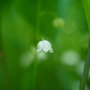 lily of  the  very