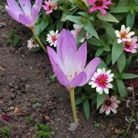 コルチカムの画像