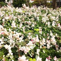 ハツユキカズラの画像