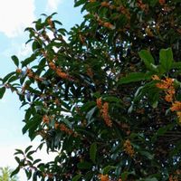 キンモクセイの画像