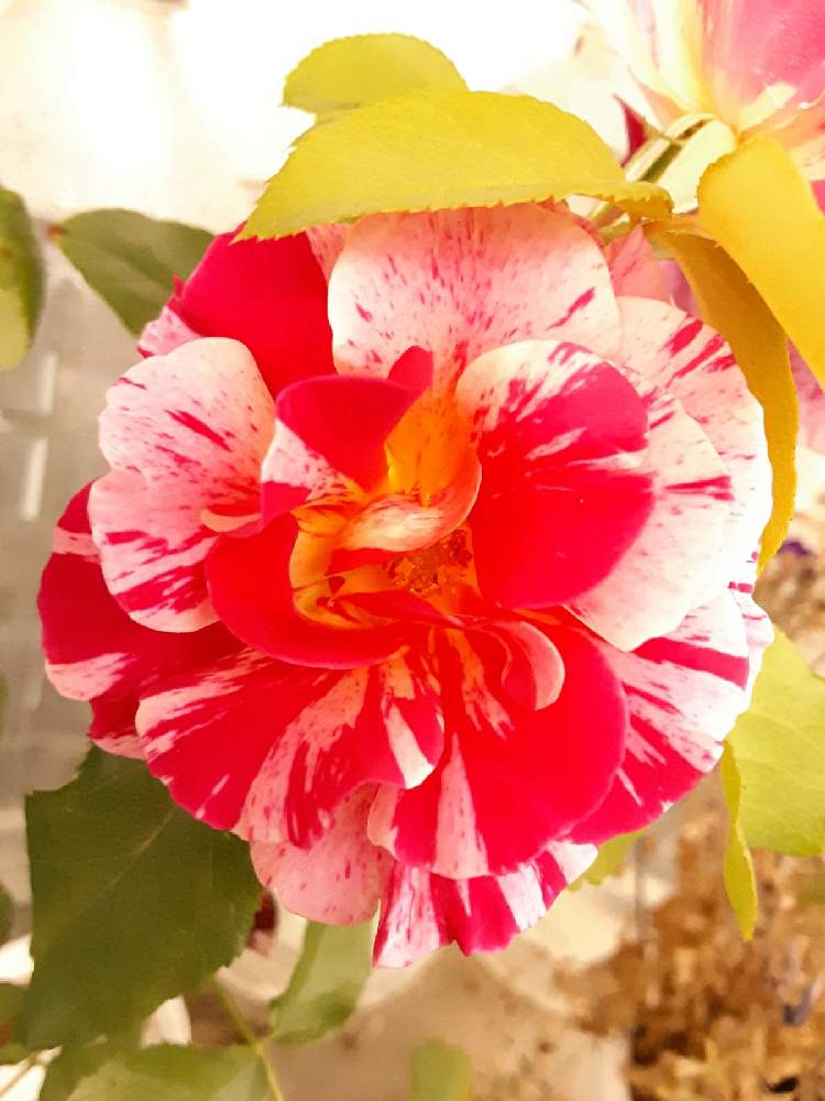 エドガー ドガの投稿画像 By イケメンカメラマンさん スマホカメラとヤフオクと新型コロナウィルスに負けるなとhb101使用中とgs映えとgs日和とバラと夢clubと綺麗と花のある暮らし 2020月10月2日 Greensnap グリーンスナップ