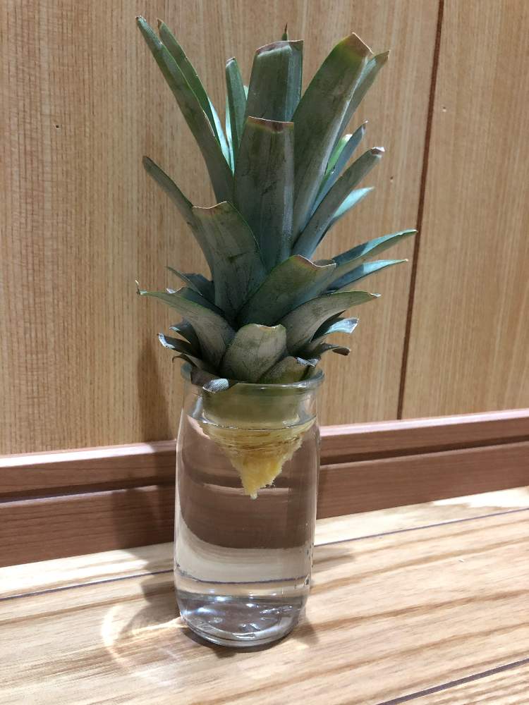 パイナップル ウォーターポット 水差し パイナップルインテリア