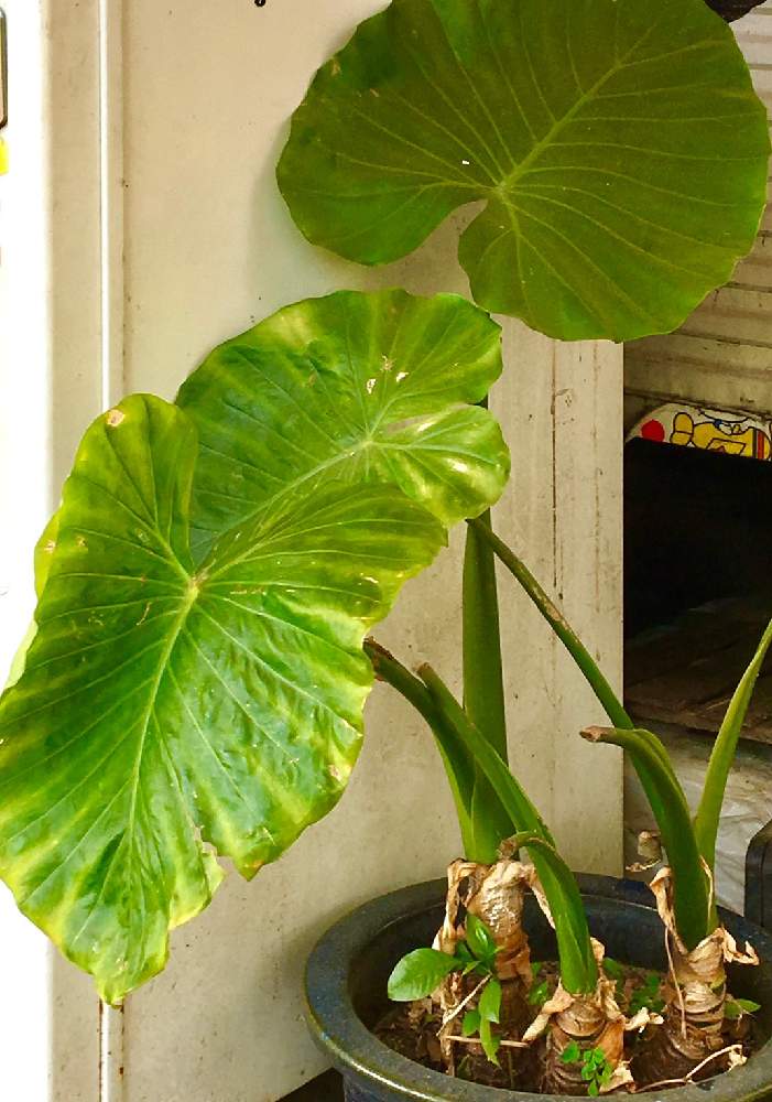 クワズイモの投稿画像 By 葉光さん Alocasia Odoraと観葉植物 月10月3日 Greensnap グリーンスナップ