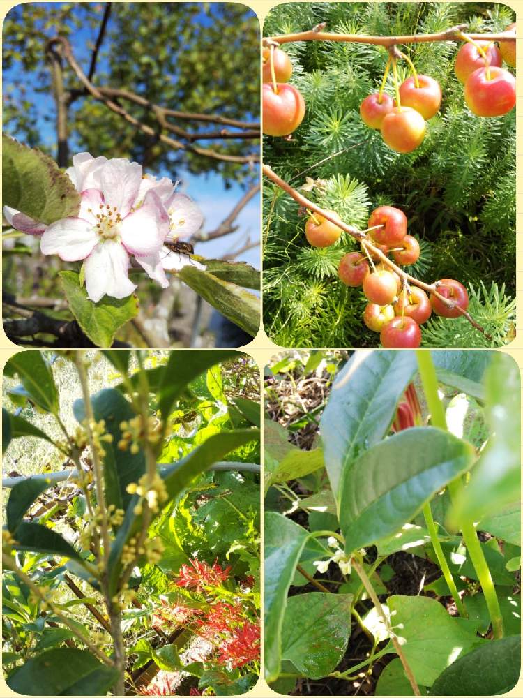 金木犀の投稿画像 By きょうさん 銀木犀とリンゴの花と姫林檎 ひめりんご とたのしみ と好きな物とおうち園芸と秋なんだなぁと花のある暮らし 月10月3日 Greensnap グリーンスナップ