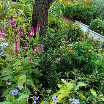 ブルーバタフライの画像 by hanabiraさん | 小さな庭とノゲイトウとブルーバタフライと庭の花と種から育てると可愛い花と季節の花と鉢植えと花のある暮らしと挿し芽から育てると地植え