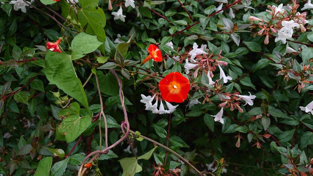 アベリアの投稿画像 By シクロースさん 生垣とマルバルコウ 月10月3日 Greensnap グリーンスナップ