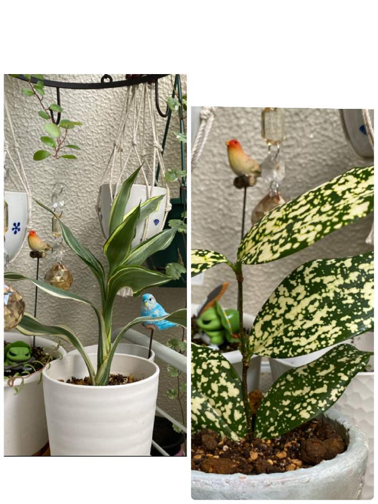 ドラセナ ソングオブインディアの投稿画像 By Victoriaさん ドラセナ ゴッドセフィアナと旅かえる と旅かえるとグレコマとワイヤープランツとバルコニー ベランダと旅かえる 月10月3日 Greensnap グリーンスナップ Greensnap グリーンスナップ