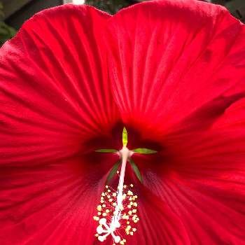 タイタンビスカス 食用花の投稿画像一覧 Greensnap グリーンスナップ