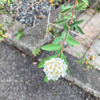 コデマリの育て方 庭植えや鉢植えの時期は 挿し木や株分け方法は Greensnap グリーンスナップ