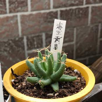 海王星の投稿画像一覧 Greensnap グリーンスナップ