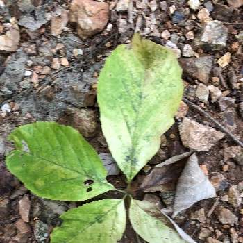 コシアブラの育て方 苗の植え付けや種まきの時期は 栽培はむずかしい Greensnap グリーンスナップ