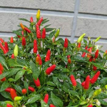 メキシカンチリペッパーの投稿画像一覧 Greensnap グリーンスナップ