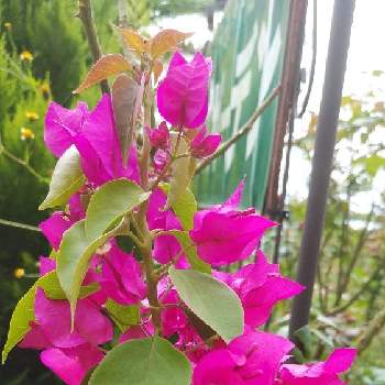 ブーゲンビレアの投稿画像一覧 Greensnap グリーンスナップ