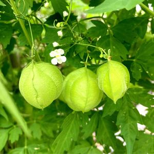 フウセンカズラ,ふうせんかずら,緑のカーテン,毎年咲く,小さな庭の画像