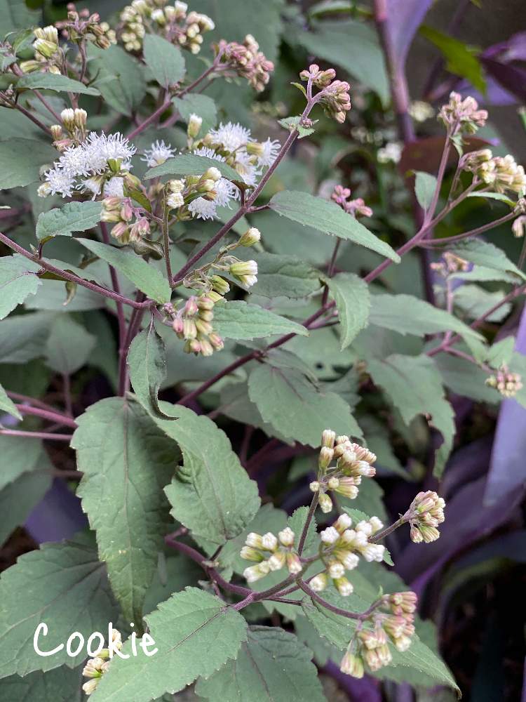 ユーパトリウム チョコレートの投稿画像 By Cookieさん 寒さに強いとユーパトリウム チュコレートと病害虫に強いとおうち園芸と白いお花と銅葉と夏に強い植物と暑さに強いと10月 2020月10月3日 Greensnap グリーンスナップ