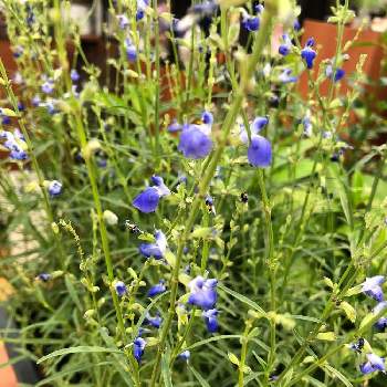 コバルトセージ の投稿画像一覧 Greensnap グリーンスナップ