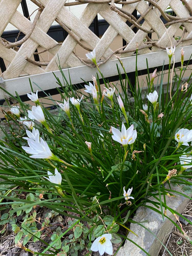 りこりんさんの投稿画像 月10月3日 Greensnap グリーンスナップ