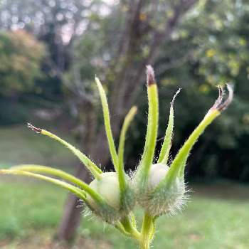 朝顔の種 の投稿画像一覧 Greensnap グリーンスナップ